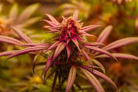 Exploring the Vibrant World of Orange Weed
